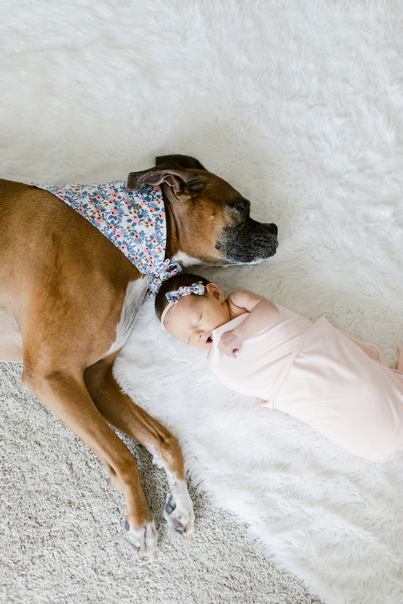 newborn baby with dog